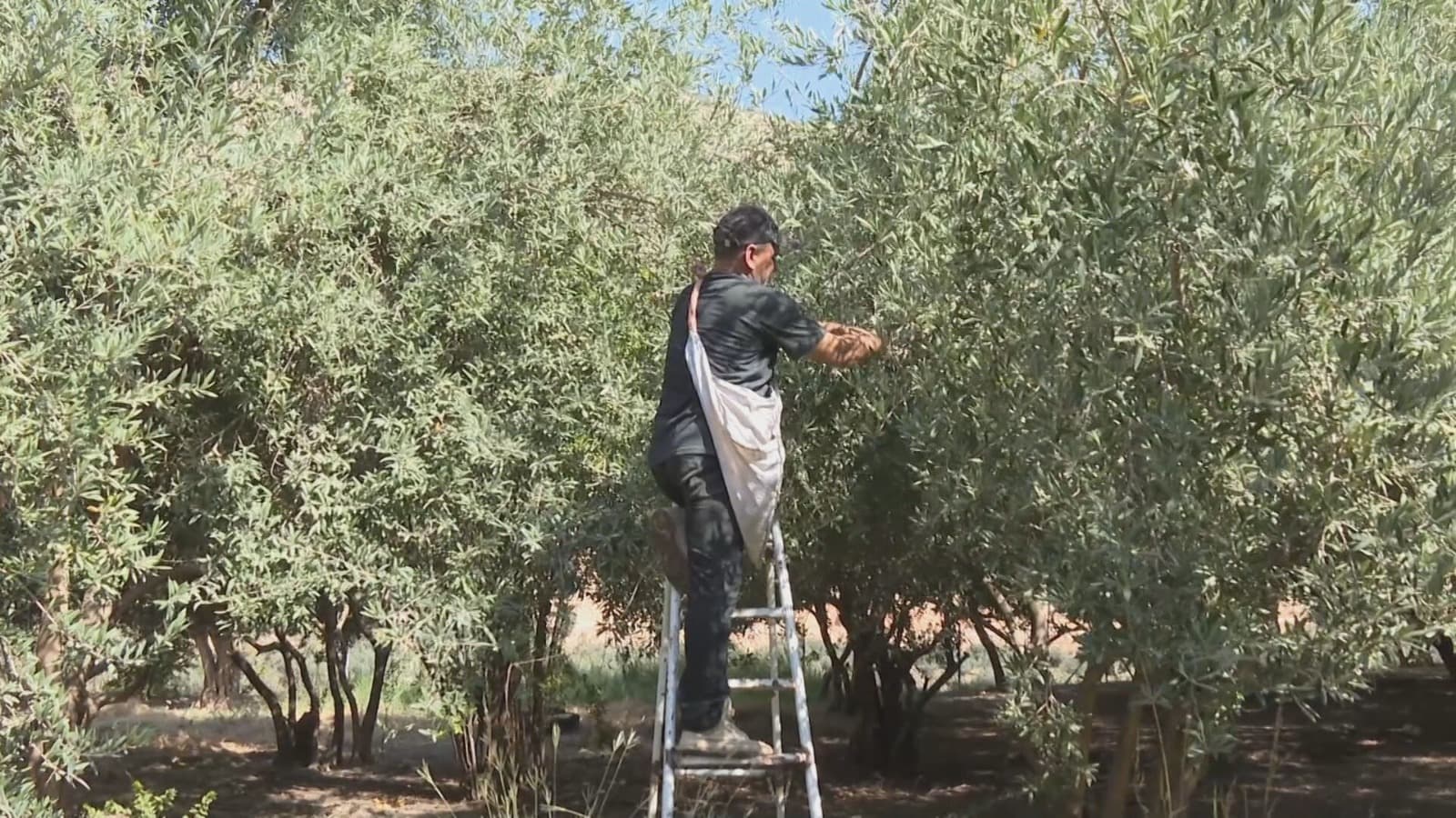 انطلاق موسم جني الزيتون في قرية "دَكان"بقضاء شيخان بإنتاج يفوق 500 طن