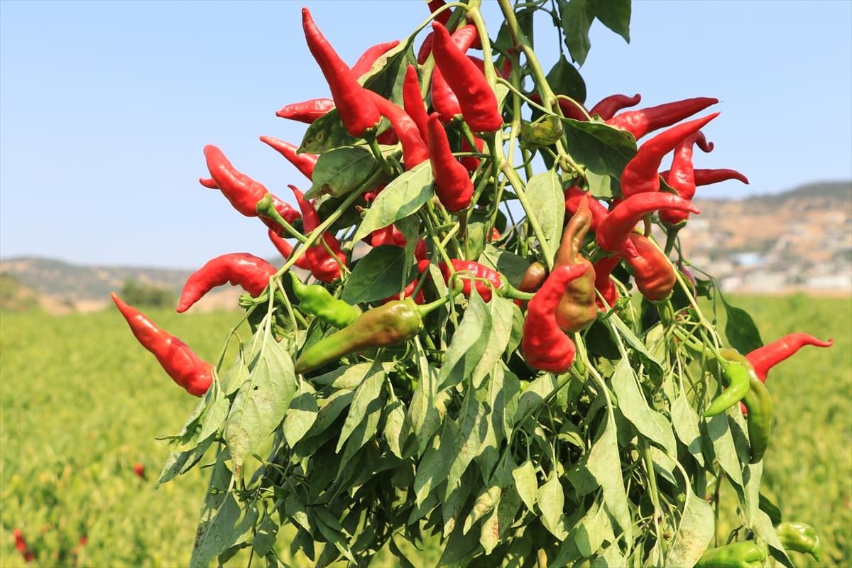 بەرهەمهێنانی بیبەری سوور لە باکووری کوردستان