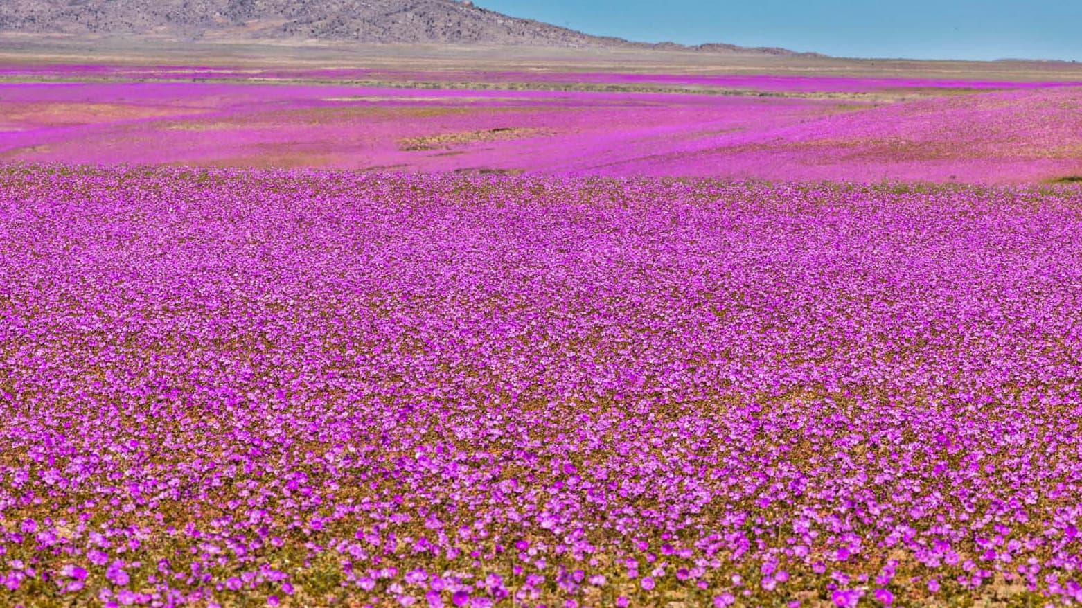 دیاردەیەکی دەگمەن؛ وشکترین بیابانی جیهان دەبێتە فەرشێکی رەنگاوڕەنگی گوڵ