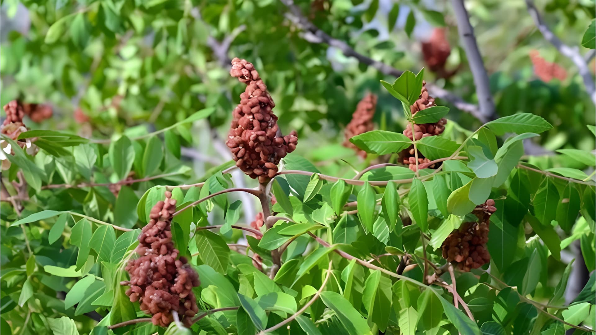 Duhok Sumac Production Expected to Reach 10,000 Tons, Agriculture Chief Says