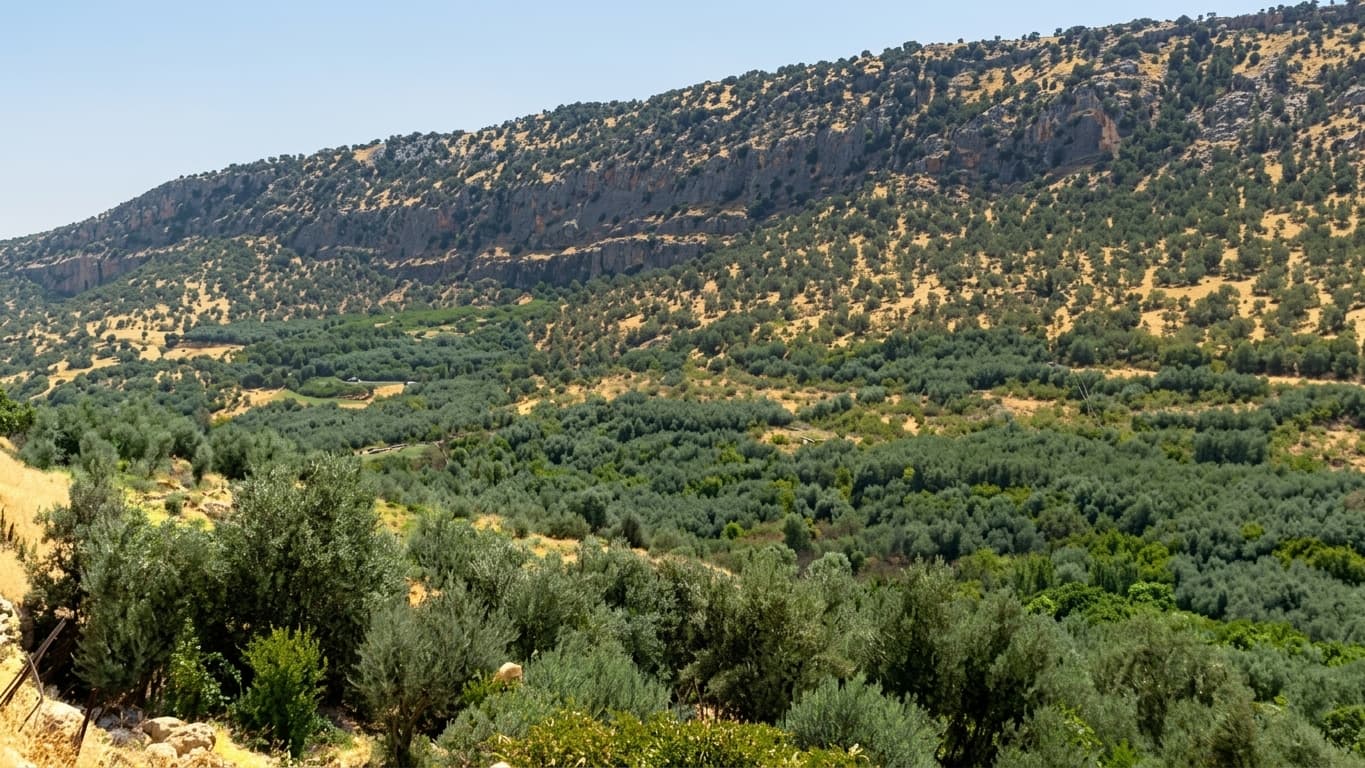 Dakan Village Farmers Harvest Centuries-Old Olive Trees for Kurdistan and Iraqi Markets