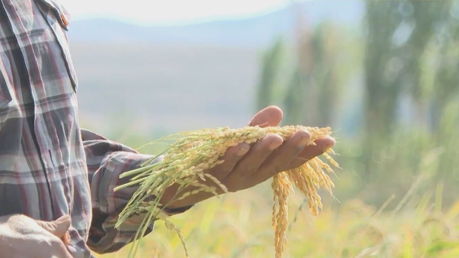 Akre Farmers Cultivate Over 13,000 Dunams of Rice This Year