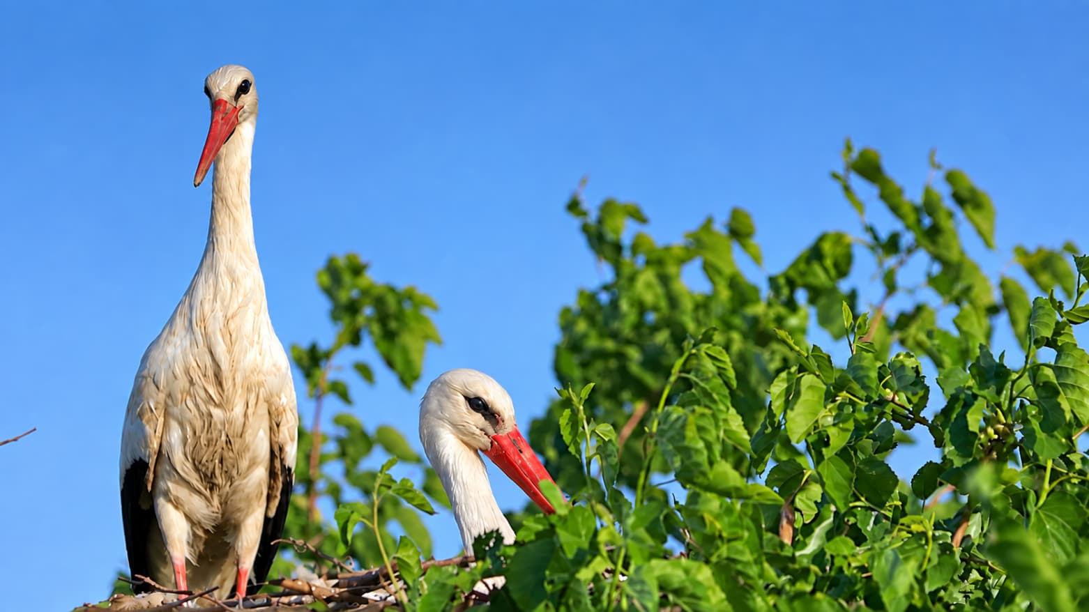 In Kanimaran, Storks That Should Have Left Are Still Waiting
