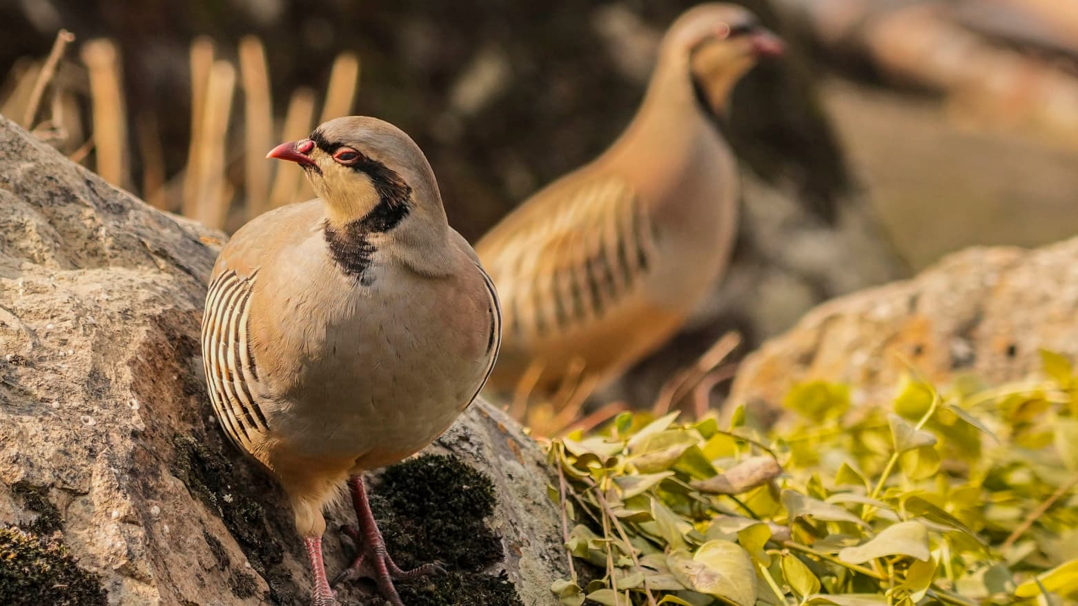 Young People Release Chukar Partridges Into Wild in Barzan