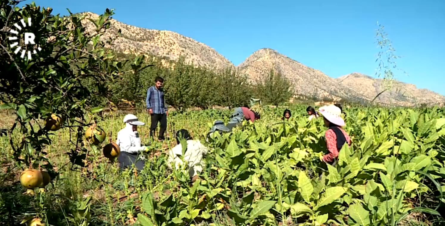 وەرزی شکاندن و لە شیشدانی تووتن لە بناری سەفین دەستیپێکرد