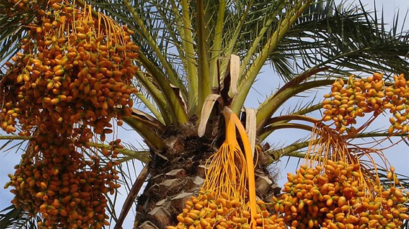 دیالە بۆ یەکەمجار فێستیڤاڵی ساڵانەی خورمای رێکخست