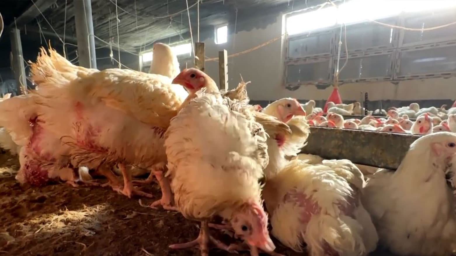 کۆمەڵەی کێڵگە پەلەوەرییەکان هۆشداری لە مایەپووچبوون دەدەن