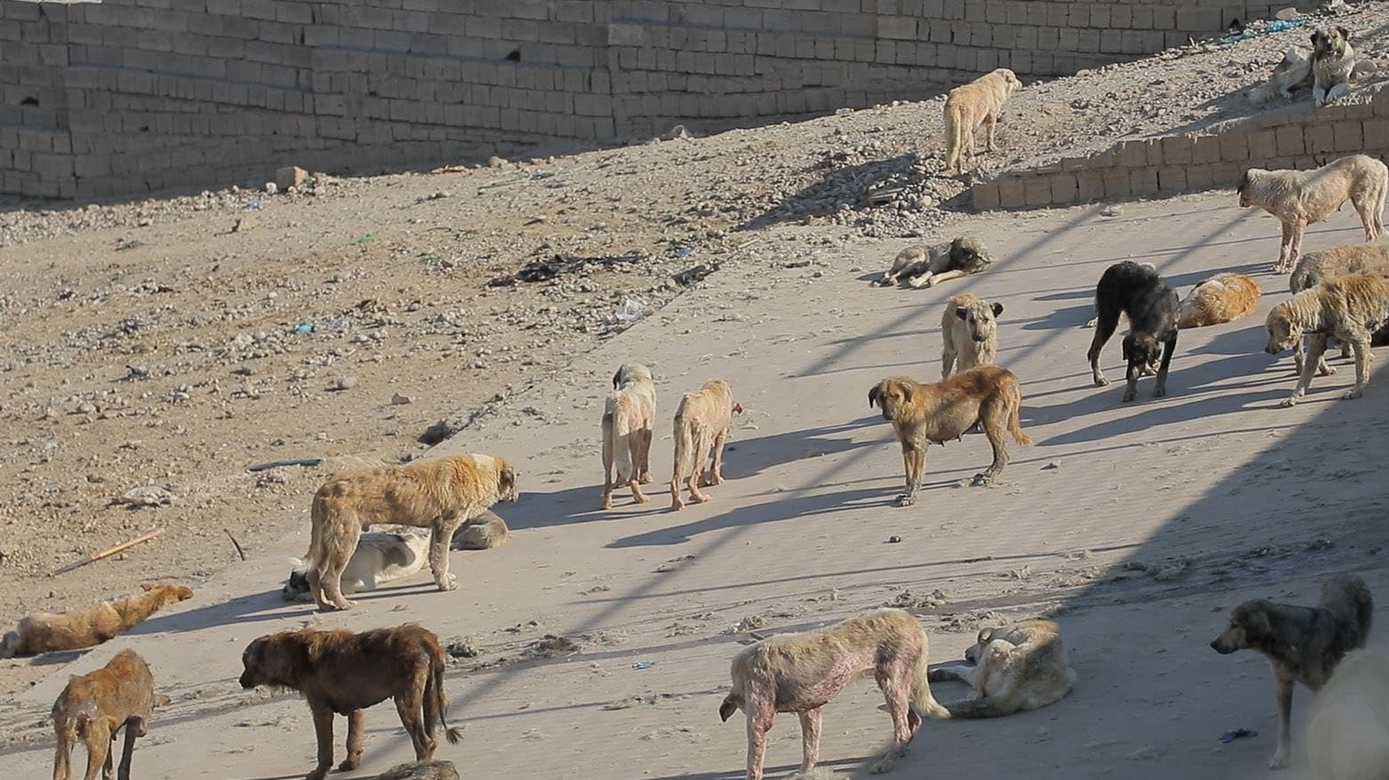 بەهۆی کردنەوەی دەرگای قوتابخانەکان هەڵمەتی کۆکردنەوەی سەگی بێلانە دەستیپێکردووە