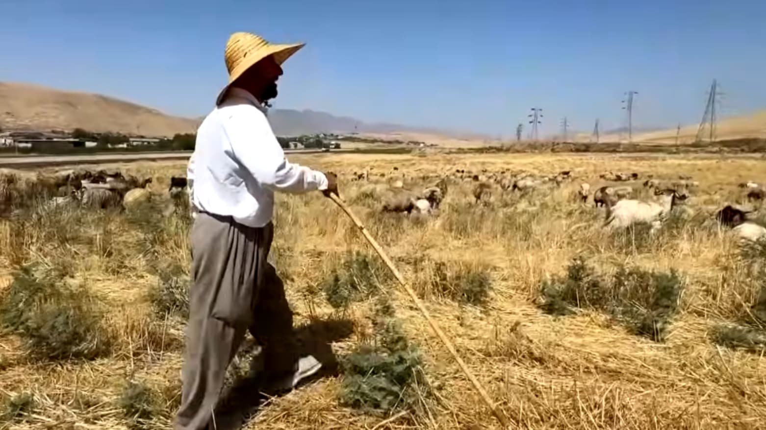 لە ئیدارەی راپەڕین ئاژەڵداران بەدەست کەمیی شوان دەناڵێنن