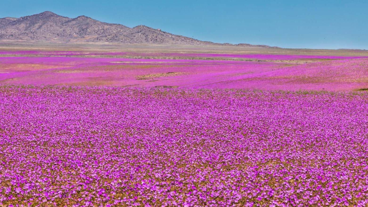 El Niño Turns Chile’s Atacama Desert Into a Rare Carpet of Flowers
